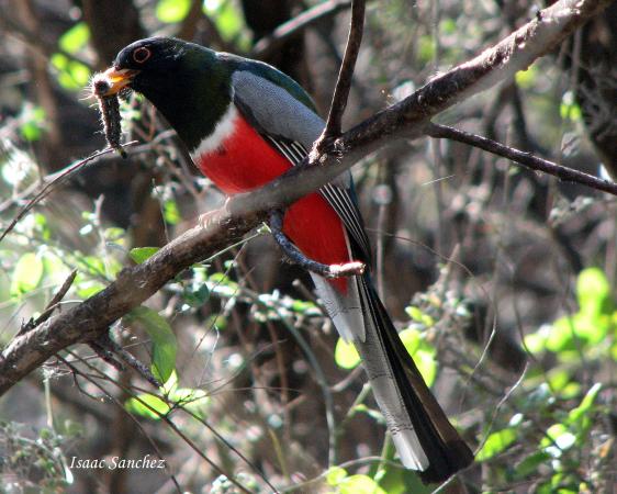 Photo (5): Elegant Trogon