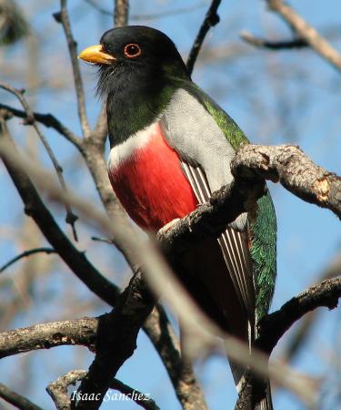 Photo (3): Elegant Trogon