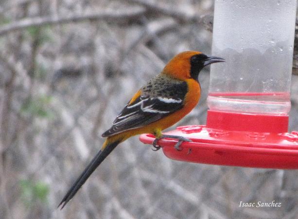 Photo (26): Hooded Oriole