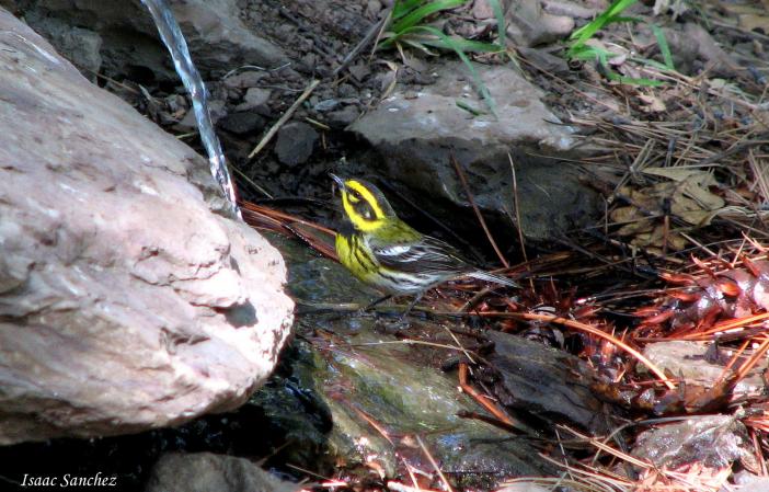 Photo (16): Townsend's Warbler