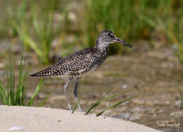 Photo (2): Willet