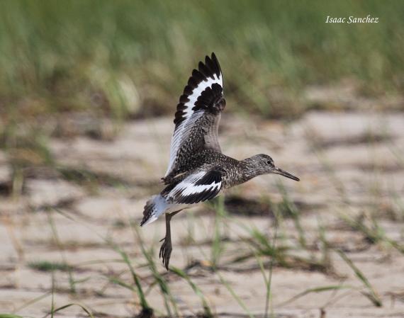 Photo (4): Willet