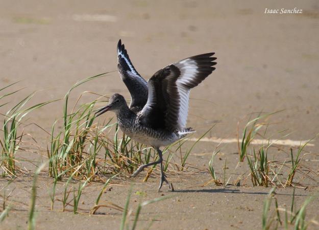 Photo (8): Willet