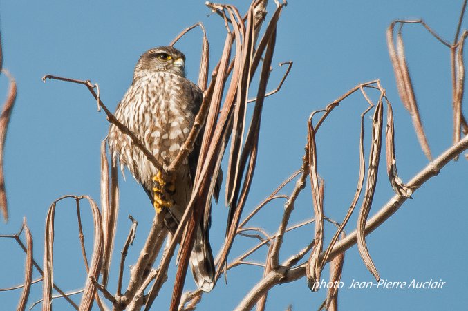 Photo (11): Merlin