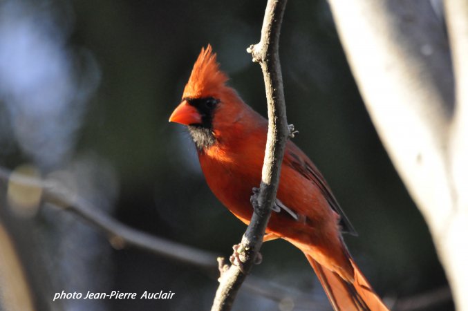 Photo (18): Northern Cardinal