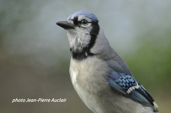 Image (4): Geai bleu