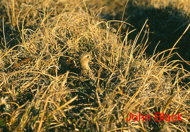 Photo (4): Buff-breasted Sandpiper