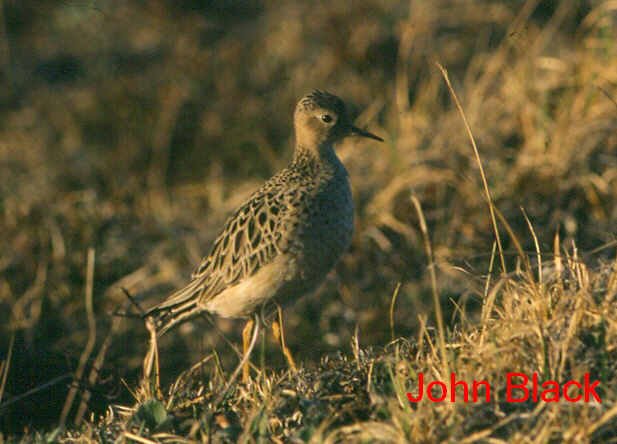 Photo (5): Buff-breasted Sandpiper
