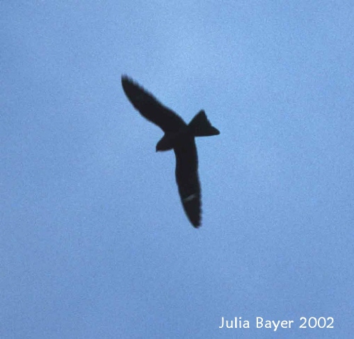 Photo (17): Common Nighthawk