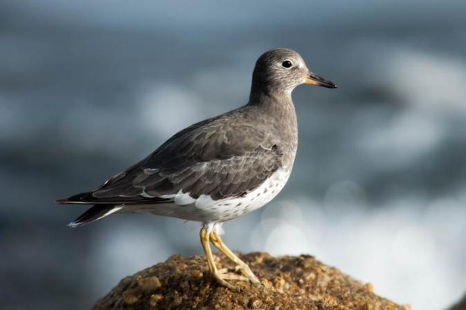 Photo (2): Surfbird