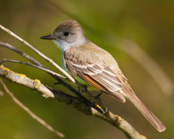 Photo (3): Ash-throated Flycatcher