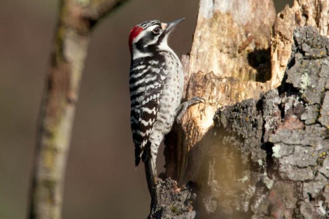 Photo (1): Nuttall's Woodpecker