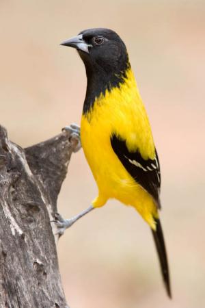 Photo (2): Audubon's Oriole