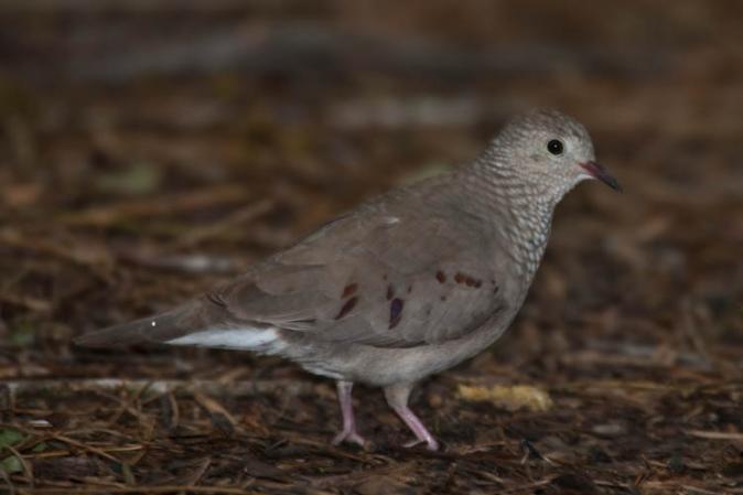 Photo (17): Common Ground-Dove