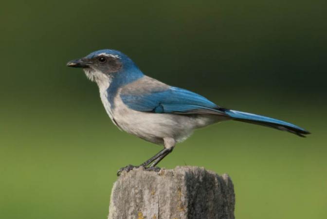 Photo (1): Western Scrub-Jay