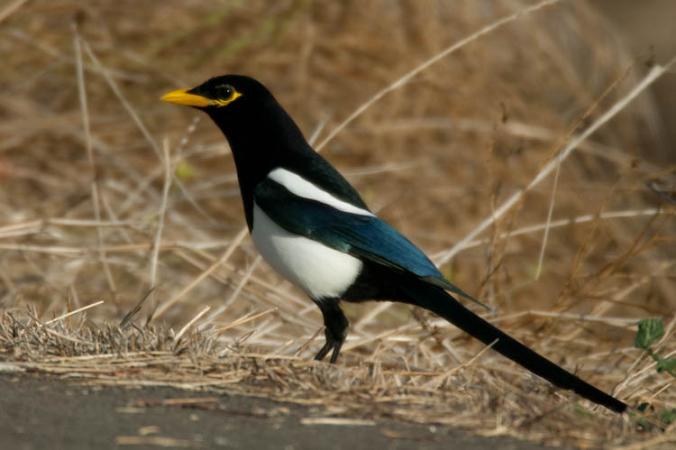 Photo (2): Yellow-billed Magpie