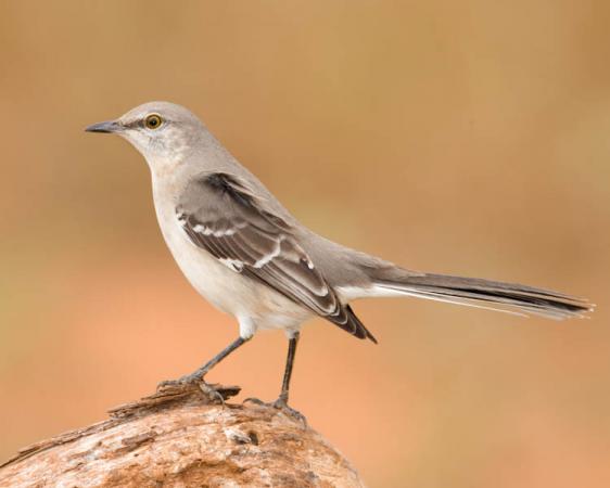 Photo (2): Northern Mockingbird