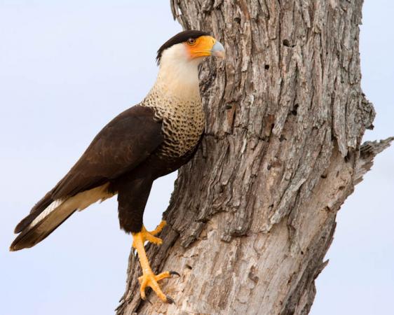 Photo (7): Crested Caracara