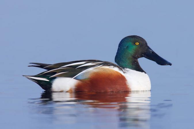 Photo (5): Northern Shoveler