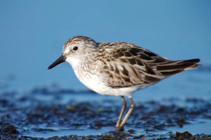 Photo (5): Semipalmated Sandpiper