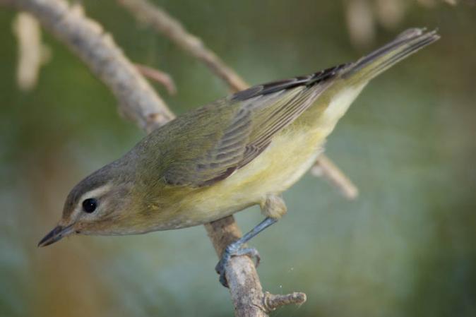 Photo (8): Warbling Vireo