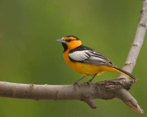 Photo (9): Bullock's Oriole