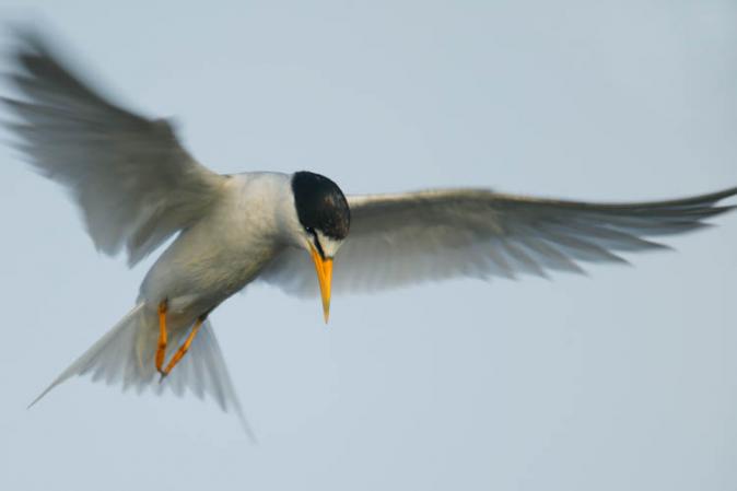 Photo (3): Least Tern