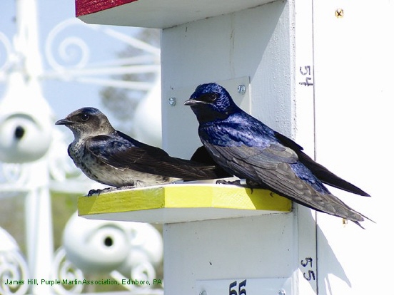 Photo (1): Purple Martin