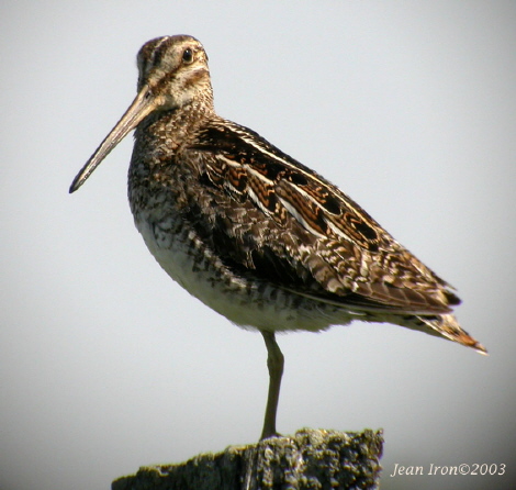 Photo (9): Wilson's Snipe