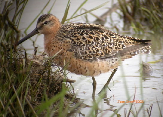 Photo (4): Short-billed Dowitcher