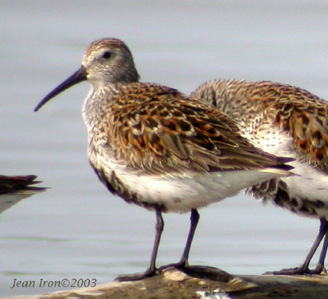 Photo (7): Dunlin