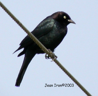 Photo (3): Brewer's Blackbird