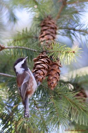 Photo (4): Chestnut-backed Chickadee