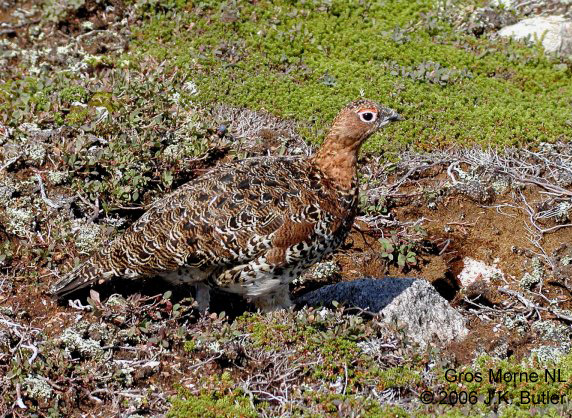Photo (1): Rock Ptarmigan