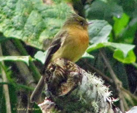 Photo (2): Tufted Flycatcher