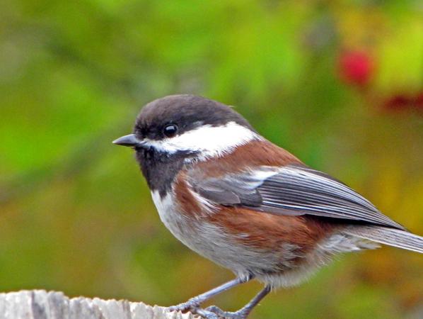 Photo (3): Chestnut-backed Chickadee