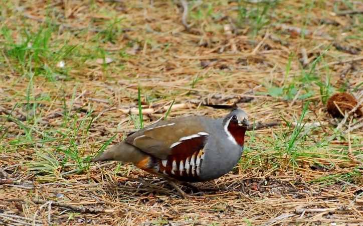 Photo (2): Mountain Quail