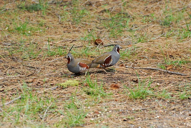 Photo (3): Mountain Quail