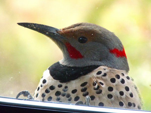 Photo (25): Northern Flicker