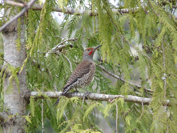 Photo (18): Northern Flicker