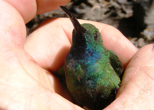 Photo (9): Green-breasted Mango