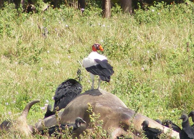 Photo (2): King Vulture
