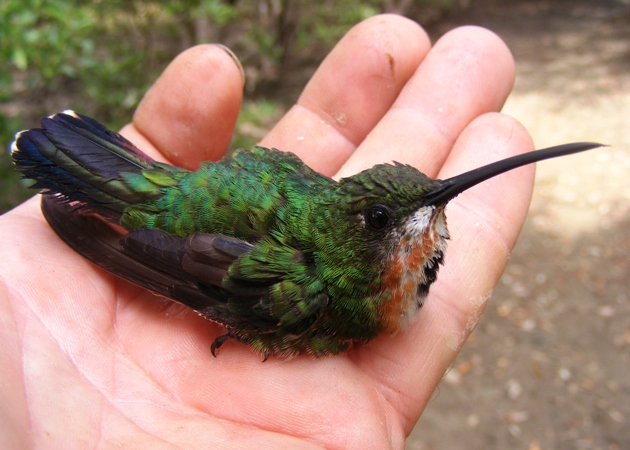 Photo (12): Green-breasted Mango