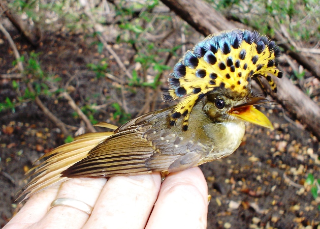 Photo (1): Royal Flycatcher