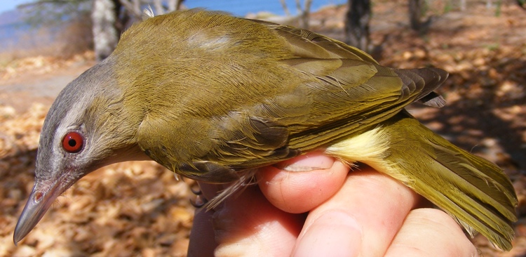 Photo (1): Yellow-green Vireo
