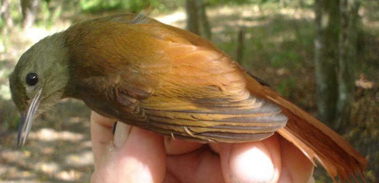 Photo (5): Olivaceous Woodcreeper