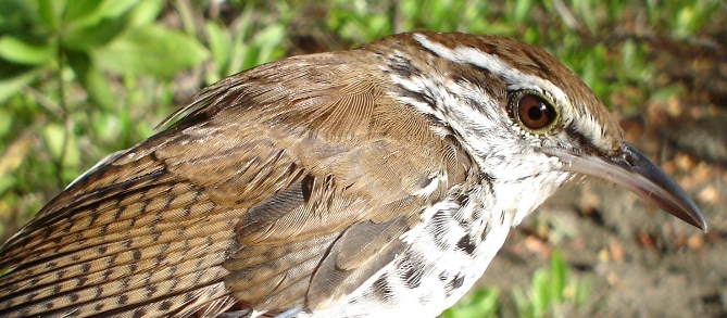 Photo (1): Banded Wren