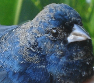 Photo (9): Blue-black Grassquit