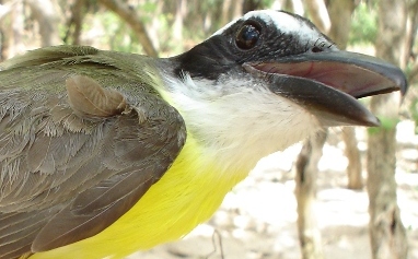 Photo (14): Boat-billed Flycatcher