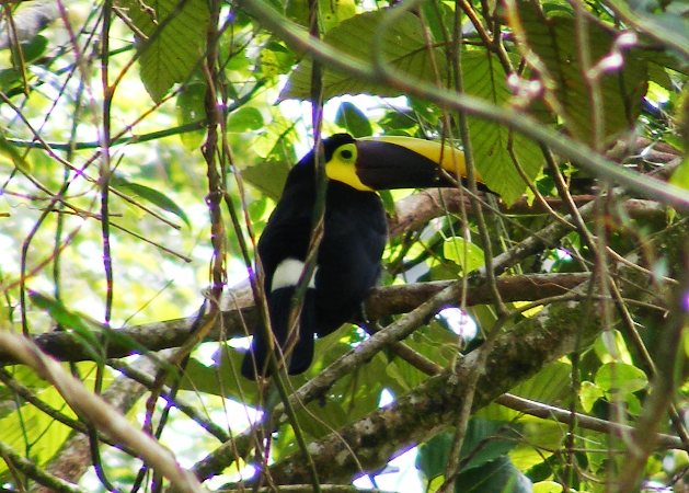 Photo (16): Black-mandibled Toucan